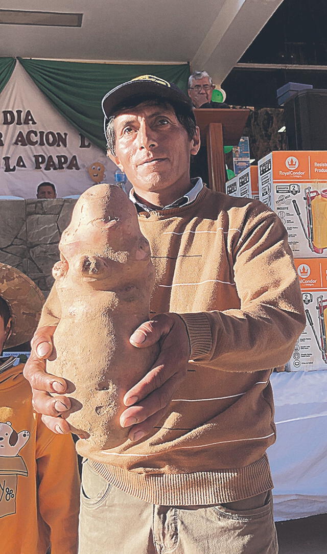  Enorme y sabroso. Arriba, orgulloso con su gran tubérculo que le dio “su tierrita”, de 2.430 kilogramos. Foto: Cristian Chamba / URPI - LR   