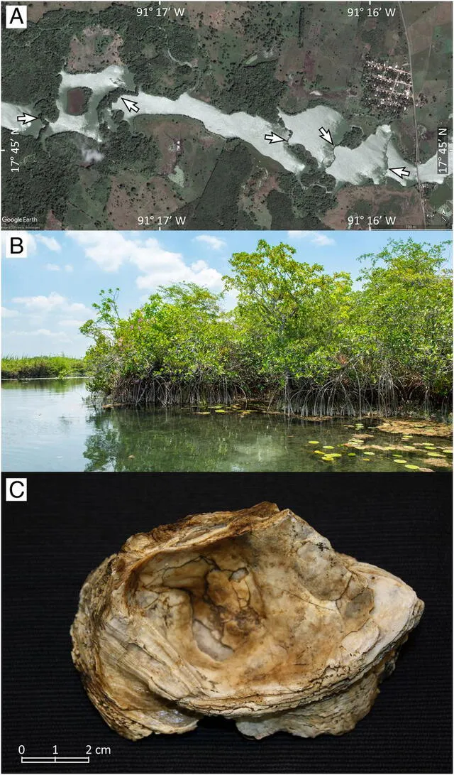(A) Imagen aérea de San Pedro; (B) Orillas del río San Pedro superior con un nenúfar maya creciendo en los manglares; (C) El fósil de una ostra. Foto: PNAS