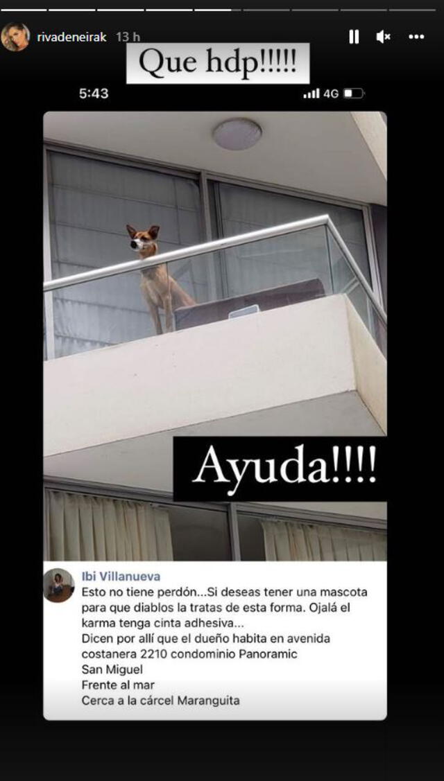 Maltrato animal en San Miguel. Foto: captura/Instagram