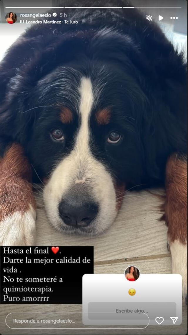 La mascota que acompaña por muchos años a Rosangela Espinoza viene pasándola mal y eso viene preocupando a la influencer. Foto: Instagram Rosangela Espinoza.   