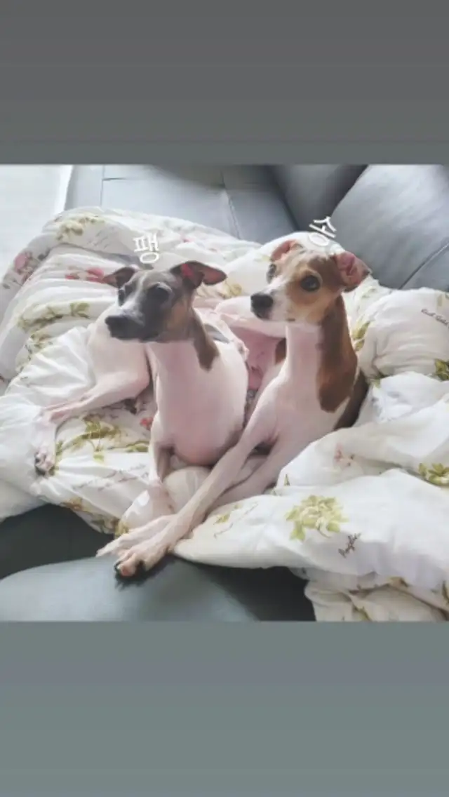 Historia de Jungkook de BTS en Instagram. Foto: captura/Instagram