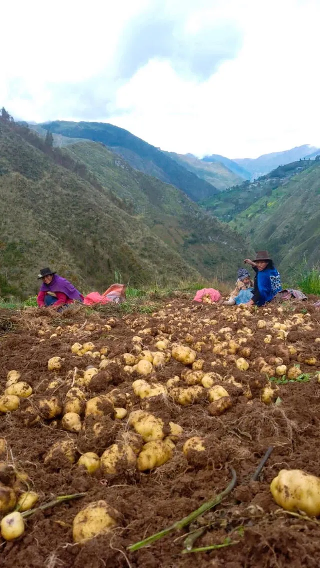 Las papas de la asociación de agricultores, Agrohuillca. Foto: cortesía de Efraín Ticlla   