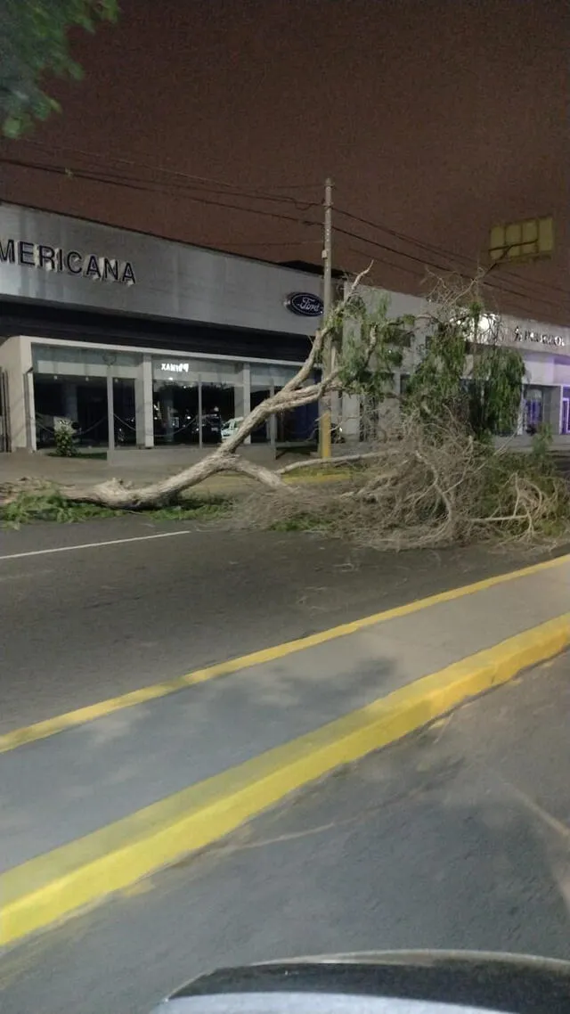 Arbusto se desplomó y ocupó uno de los carriles de la avenida Salaverry. Foto: difusión.