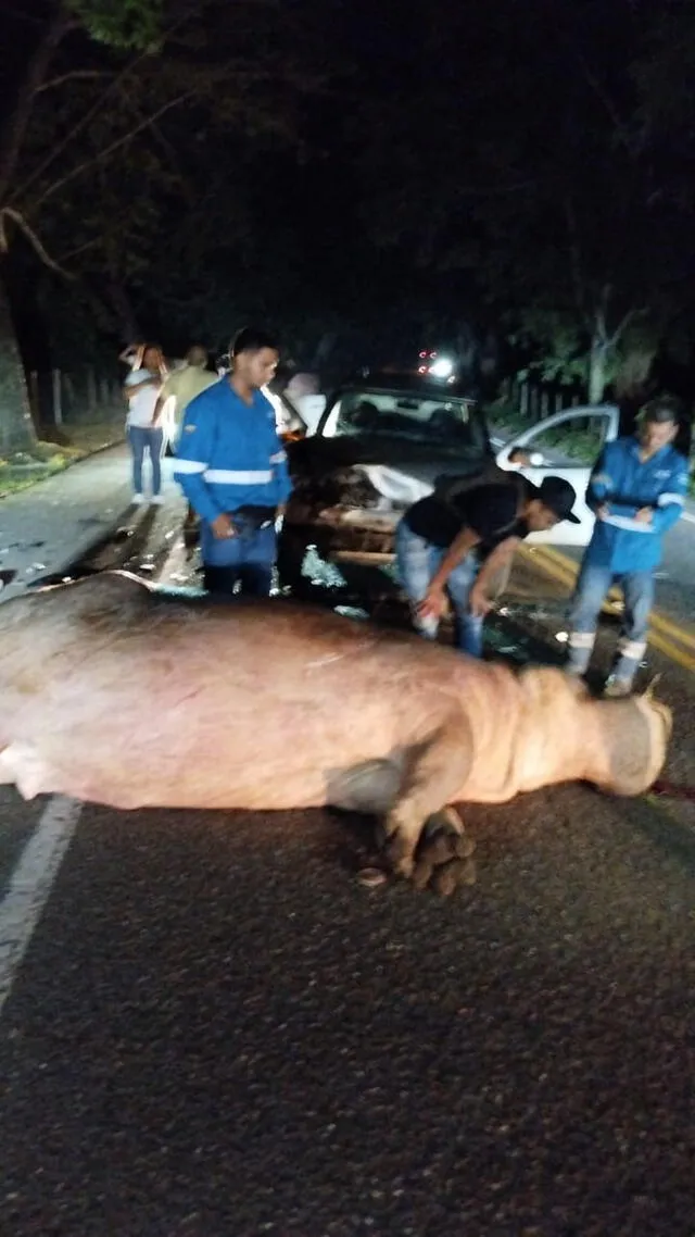  Fotografía del hipopótamo muerto. Foto: @Guardianes_Ant/Twitter<br>    