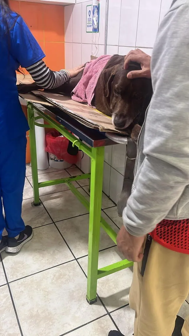 Perro fue llevado a una veterinaria tras el accidente. Foto: difusión    