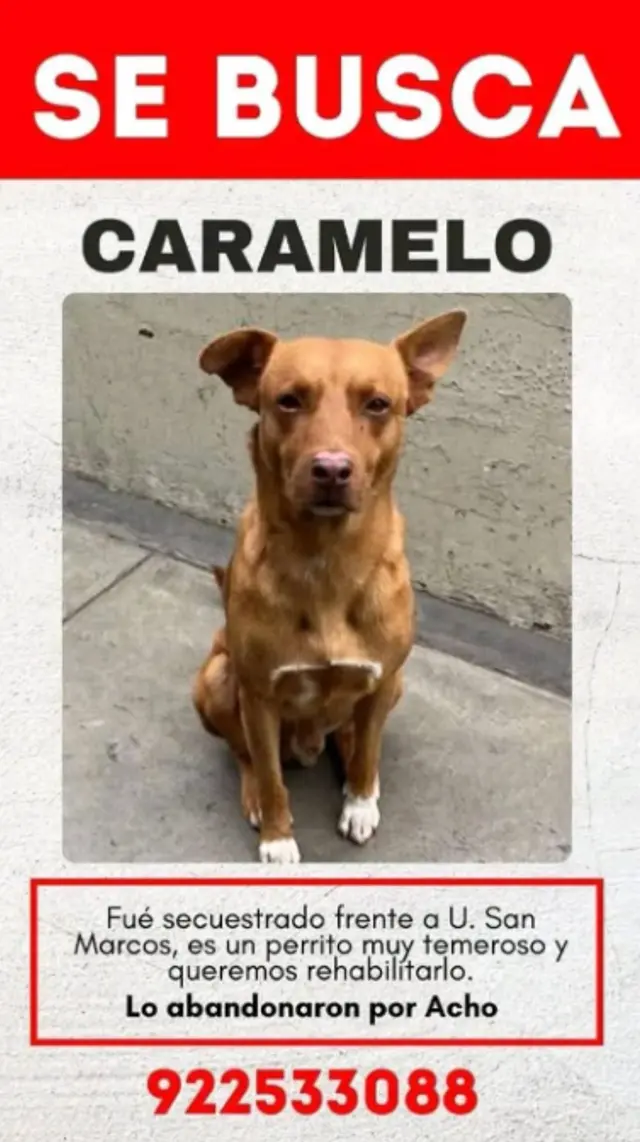 Aviso sobre la desaparición de Caramelo. Foto: Difusión Aviso sobre la desaparición de Caramelo. Foto: Difusión