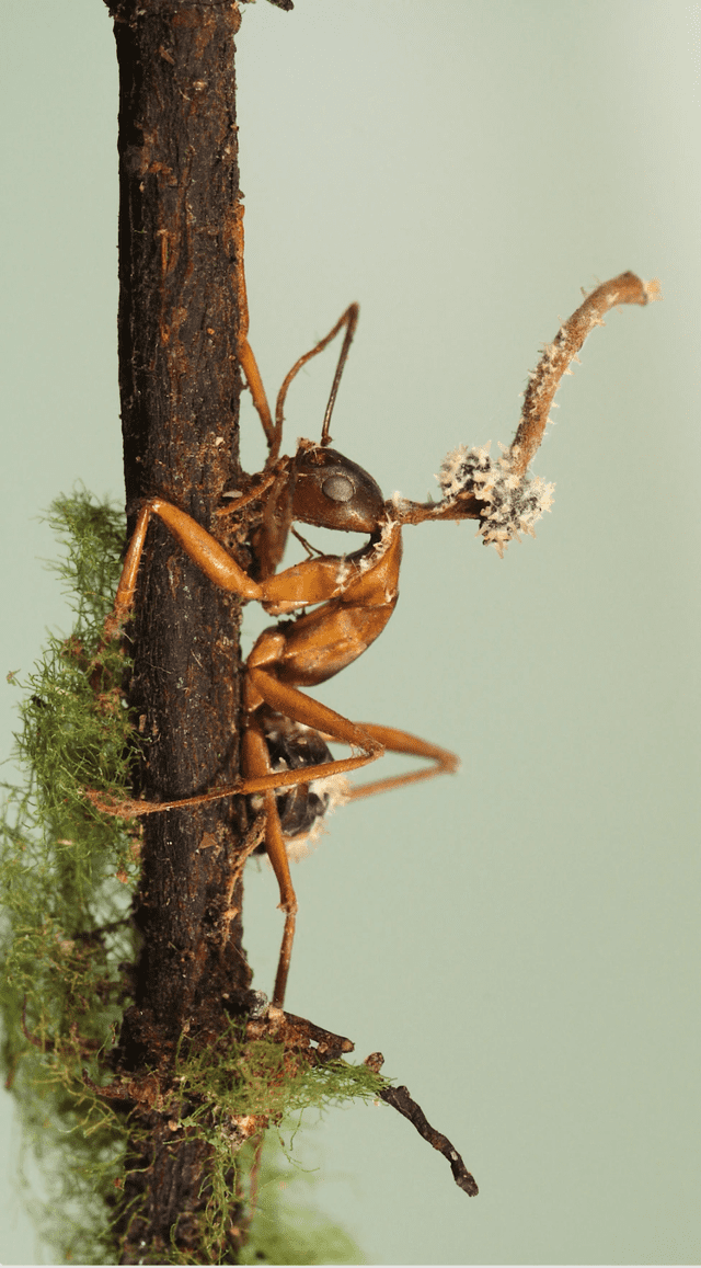 La fotografía ganadora en la categoría plantas y hongos: una hormiga infestada por un hongo parásito del género Ophiocordyceps. Foto: João Araújo   