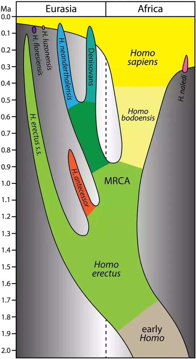 Ilustración de la evolución del género homo a lo largo de los últimos 2 millones de años. Foto: Roksandic et. al.