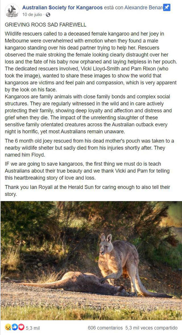 La publicación original de Facebook. Foto: Australian Society for Kangaroos