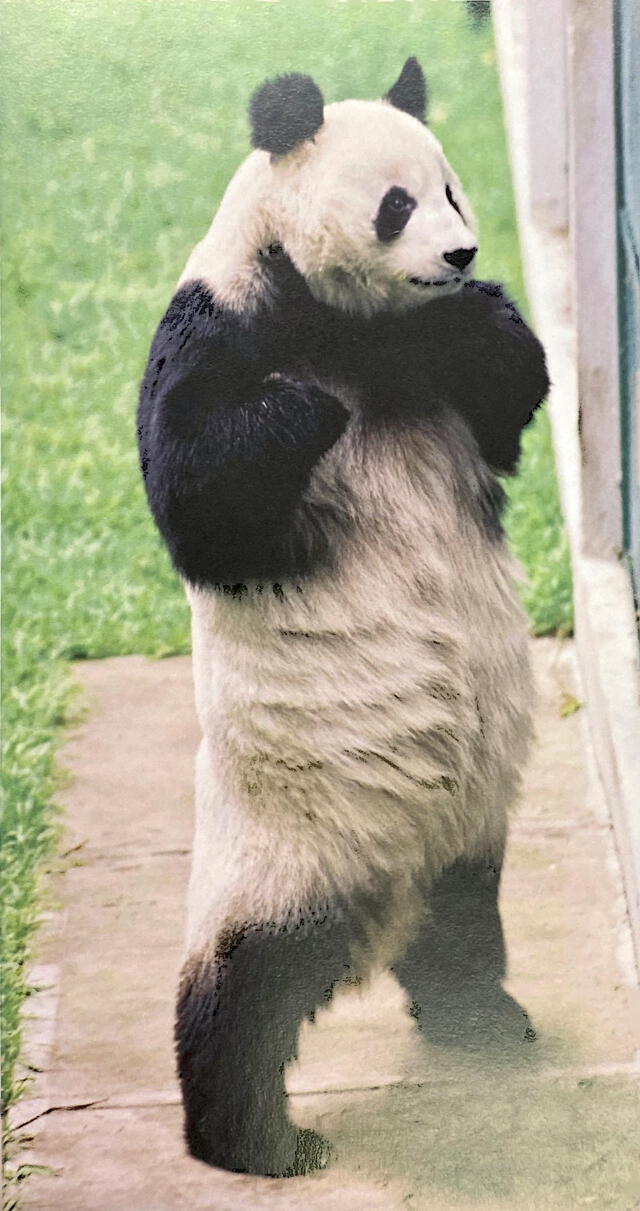 La esperanza de vida promedio del Panda Gigante en vida silvestre es de 15 años. Foto: