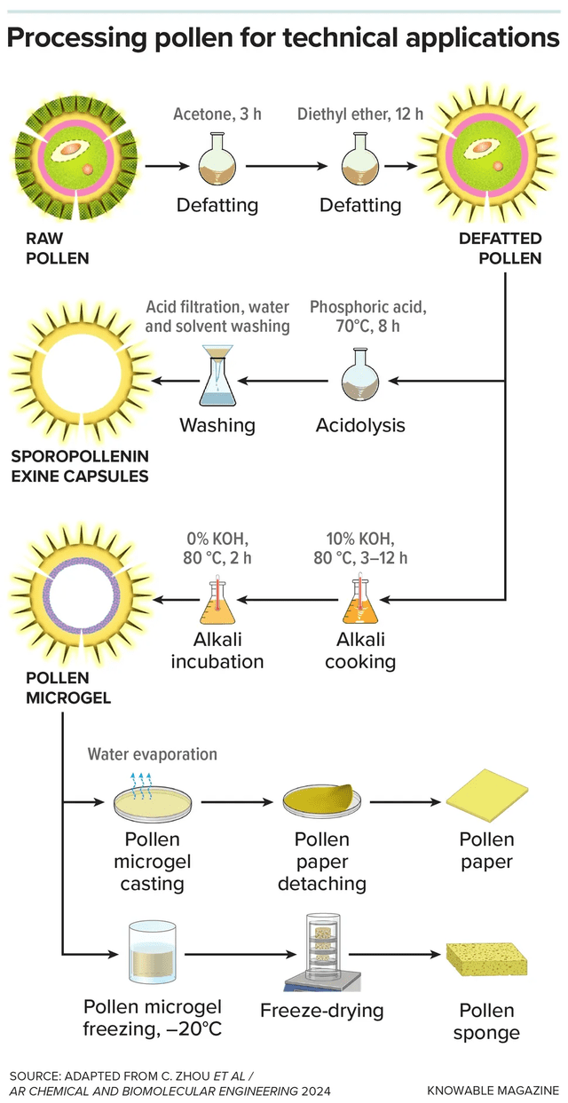  Proceso de elaboración del papel y esponja hechos con polen. Foto: Chemical and Molecular Engineering   