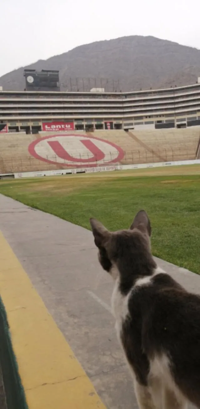 El gato apareció en la presentación de Álvaro Gutiérrez como DT de Universitario. Foto: Twitter @JackelinePalo20