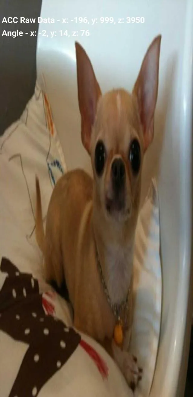 ¿Sabías que los teléfonos Samsung tienen escondida una foto de un perro? Así puedes encontrarlo