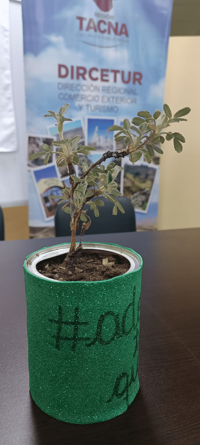 El árbol de la queñua está en peligro de extinsión en Perú. Foto: Liz Ferrer - LR   