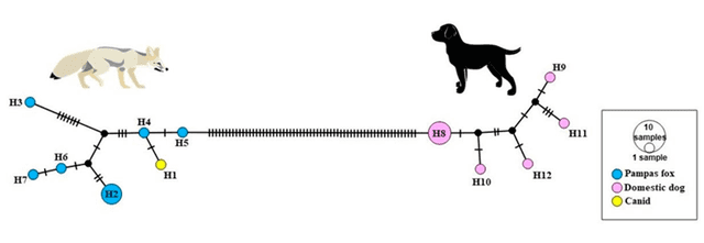  Relación de variantes genómicas entre el zorro de las pampas y el perro doméstico. Foto: Animales   