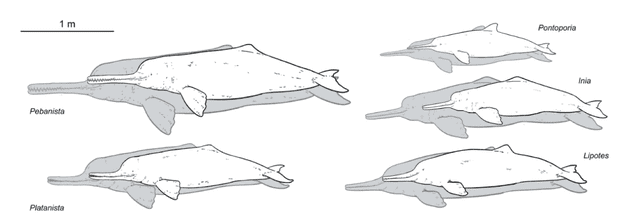  Comparación de tamaño de diferentes delfines de río. Las figuras grises representan los máximos reconstruidos/registrados y los blancos los mínimos. Foto: Jaime Bran/Aldo Benites-Palomino   