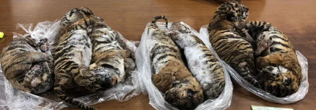 Vietnam: hallan tigres congelados en auto de traficante