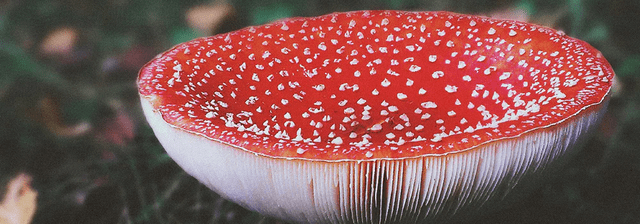  El muscimol se encuentra de manera natural en los hongos pertenecientes a la familia Amanita muscaria. Foto: Ethereal Gold Dispensary   