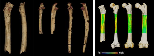 Modelos 3D del fémur y los cúbitos de Toumai (izquierda) y un análisis de la función locomotora a partir de sus restos (derecha). Foto: Franck Guy / PALEVOPRIM / CNRS / University of Poitiers