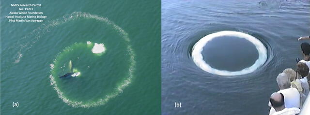  Dos estructuras de burbujas distintas: (a) red de burbujas y (b) anillo de burbujas. Ambas estructuras son muy diferentes. Foto: Marine Mammal   