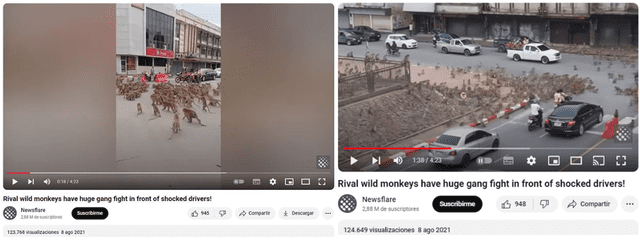  Imágenes con mejor resolución sobre la presunta batalla de monos en Tailandia en 2021. Foto: captura en Youtube / Newsflare.    