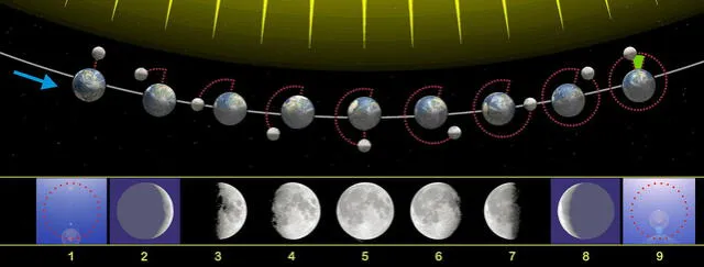 Diagrama que representa la posición de la Luna y sus respectivas fases, vistas desde el hemisferio norte. Al principio, está la Luna nueva. Foto: Orion 8 / Wikimedia Commons