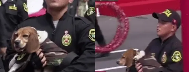Desfile Militar, Parada Militar, policía canina, perrito policía, PNP
