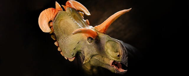 Reconstrucción de Lokiceratops. Foto: Evolutionsmuseet/Knuthenborg 