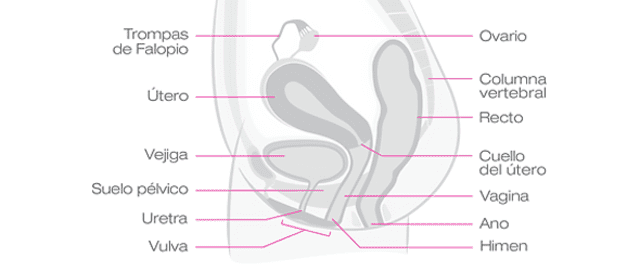  Representación del interior del aparato reproductor femenino. Ilustración: Intimina    