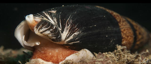 La concha de los moluscos representa una estructura de vital importancia adaptativa, fundamental para la defensa del animal. Foto: Universidad de Granada   