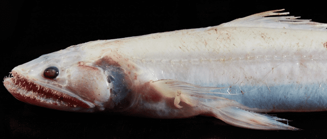 Pez lagarto de aleta alta. Posee varios dientes filudos y es hermafrodita. Foto: Ben Healley/Museums Victoria   