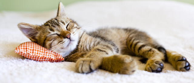 Los gatos duermen más en sus primeros meses de vida. Foto: Bekia mascotas