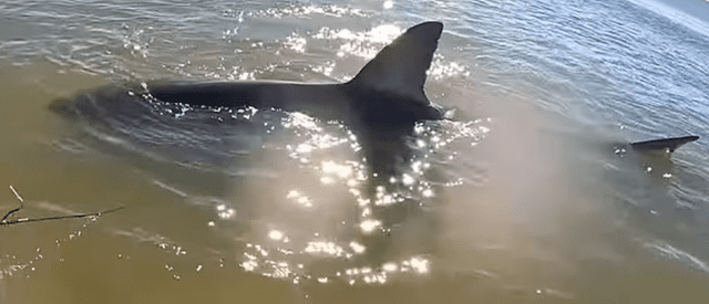 A pesar de haber cazado a un tiburón blanco gigante, debieron devolverlo al mar, para preservar su especie. Foto: Coastal worldwide&nbsp;/YouTube   