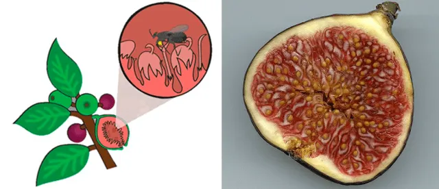 Los principales polinizadores de higos son avispas de la familia Agaonidae. Foto: composición LR/Inecol/ESA   