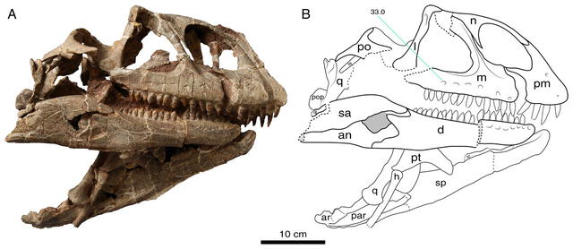 El cráneo de Lishulong wangi es el más grande encontrado en la región, superando al de Jingshanosaurus, y se estima que el dinosaurio medía aproximadamente 8 metros de longitud. Foto: PeerJ   