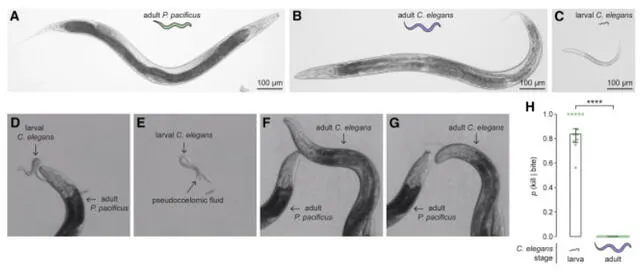 (A) P. pacificus adulto . (B) Adulto C. elegans . (C) Larva C. elegans . (D) P. pacificus mordiendo larvas de C. elegans . (E) Larva C. elegans después de una mordedura fatal. (F) P. pacificus mordiendo adulto C. elegans. Foto: Cell / Current Biology