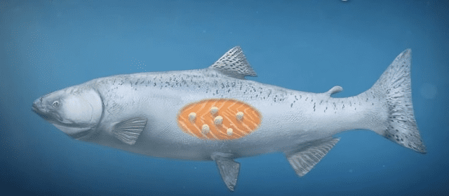  Este animal se encuentra en el salmón. Foto: Memo<br>    