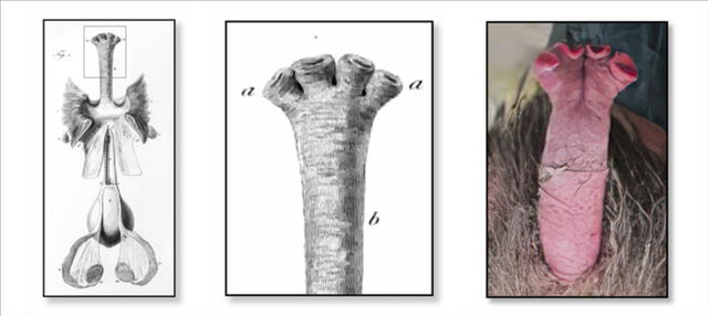 Dibujos antiguos de la anatomía del miembro reproductor de un equidna macho. Foto: Luis Monje / National Geographic