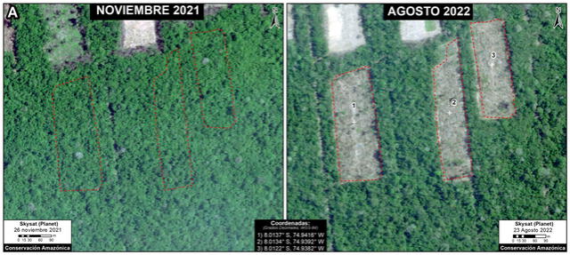 Continúa las denuncias hacia las comunidades menonitas por deforestación ambiental en la Amazonía peruana.