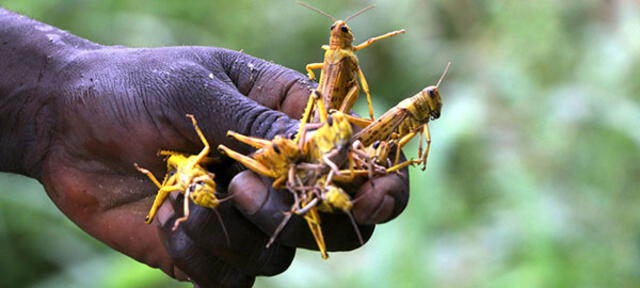 La plaga de langostas es considerada la epidemia migratoria más peligrosa del mundo. Foto: Naciones Unidas