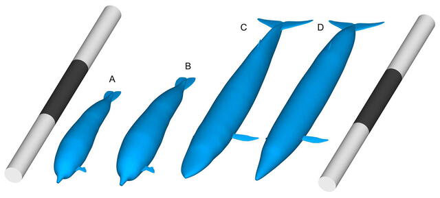  Comparaciones de tamaño de Perucetus colossus con ballena azul en modelos de paleomasa. Foto: PeerJ   