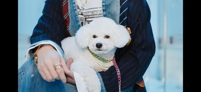 Vivi, famosa mascota de Sehun, en MV de "On Me". Foto: captura