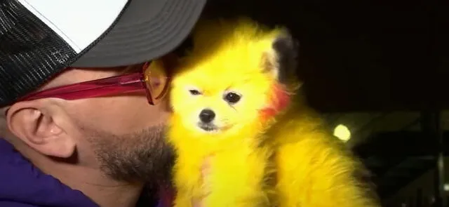 El hombre recibió una multa de 200 dólares por pintar a su perro como Pikachu. Foto: captura NBC