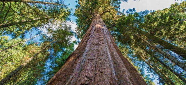 El árbol más grande del mundo está en América: altura supera a la Estatua de la Libertad