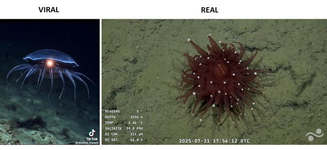 <em>Comparación entre la transmisión falsa (izquierda) y verdadera (derecha) de la misión científica. Foto: captura de X / YouTube</em>   