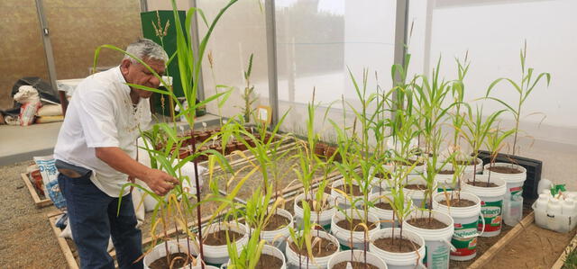  El biofertilizante se ha probado en cultivos de maíz. Foto: Universidad Científica del Sur   