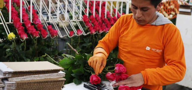 San Valentín: Ecuador exportará 18.000 toneladas de flores por el día del amor