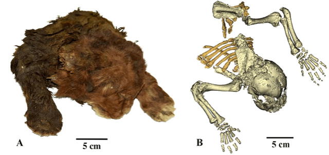 El pelaje del gato era oscuro y denso. Foto: Lopatin et al.    