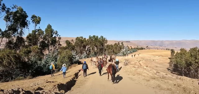  Los ciudadanos recorren 10 km junto a sus llamas para realizar el trueque. Foto: captura/ Francisco Arango   