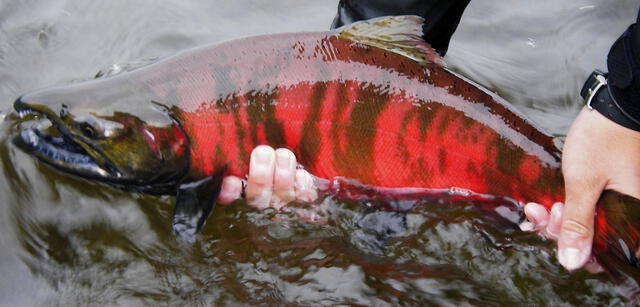 Al tener gran variedad de salmón, la pesca es uno de los principales comercios en Kamchatka. Foto: Wild Salmon Center Al tener gran variedad de salmón, la pesca es uno de los principales comercios en Kamchatka. Foto: Wild Salmon Center